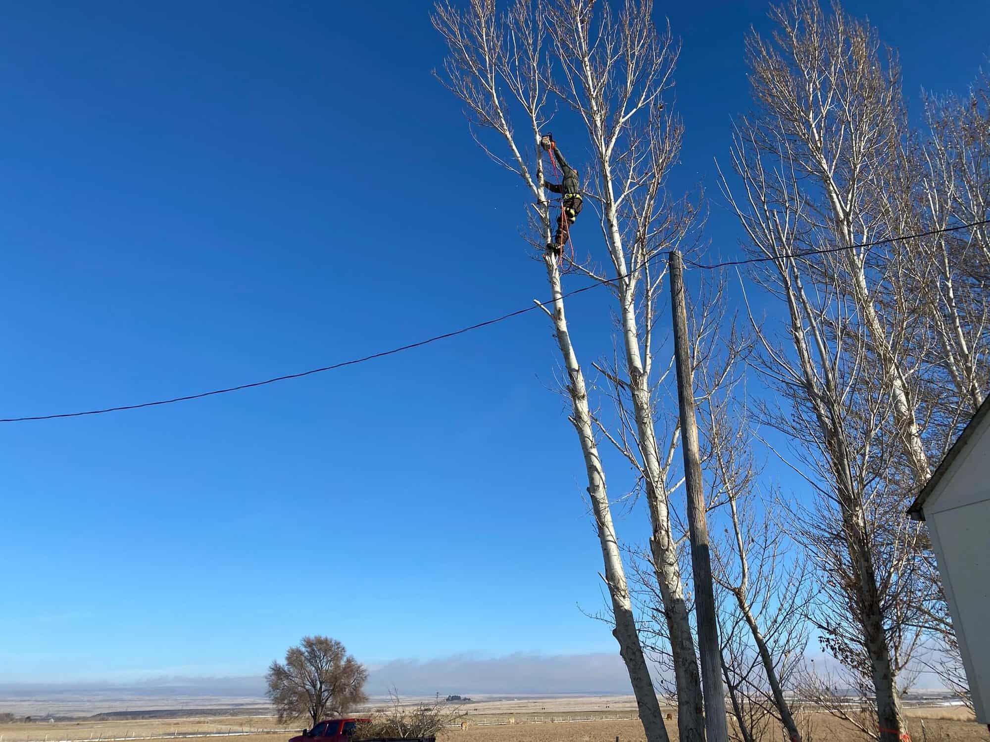 tree service professional trimming a large tree